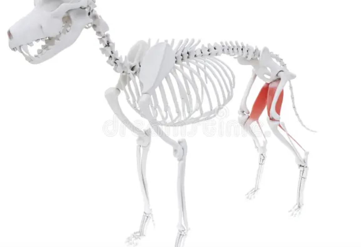 <p>Located on inner aspects of the thigh. Allows adduction of the thigh, extension of the hip and extension of the hock</p>
