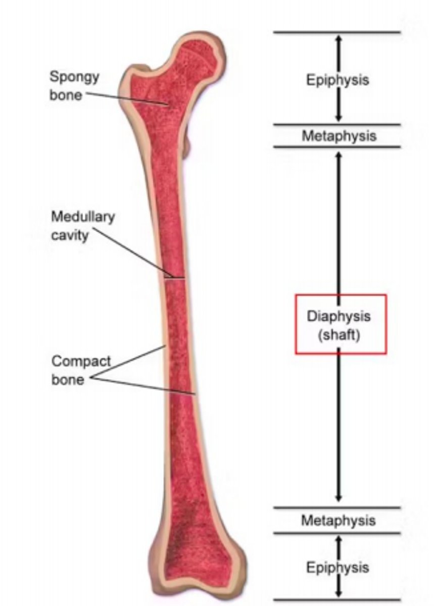 <p>Diaphyseal fractures of the tibia</p>