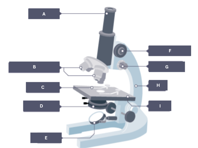 <p>Name the part of the microscope labelled H.</p>
