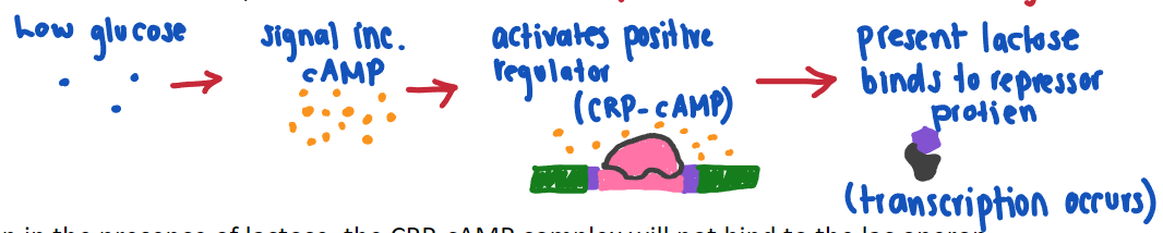 * When bound to CRP, it will bind to a different site on the bacterial DNA called the CRP-cAMP or CAP-cAMP binding site 
* Concentration of cAMP will determine whether a transcriptional activator will bind to this site (and also the degree of positive regulation) 
* cAMP binding to CRP(transcriptional activator protein) is an allosteric activator (binds away from active site to change conformity in order to make it easier to bind to active site)
* Transcription of B-galactosidase and lactase permease is activated