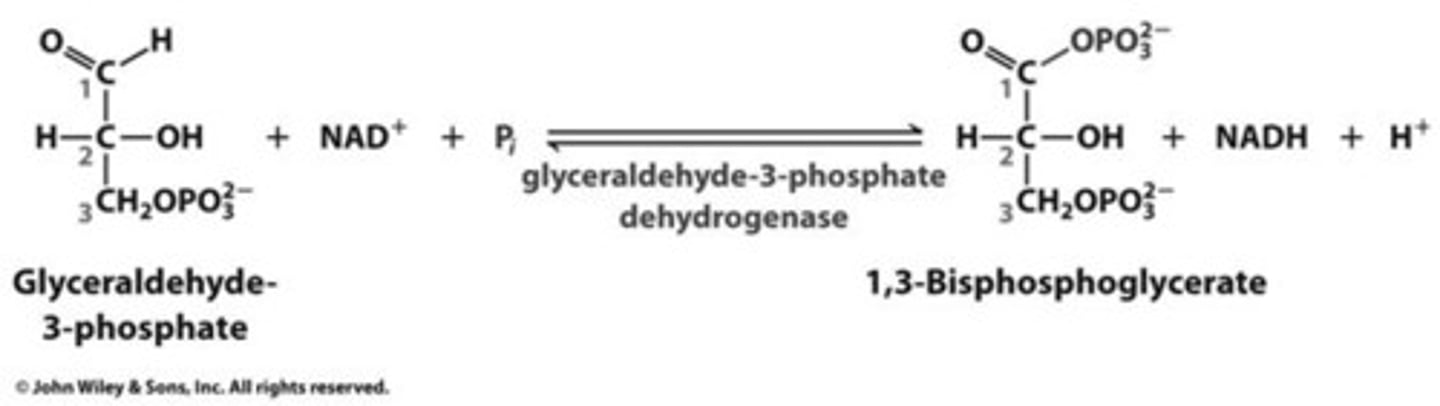 <p>Glyceraldehyde-3-phosphate, one of the three-carbon sugars formed in the initial phase, loses two electrons and two protons, reducing NAD+ to NADH and producing an H+.This reaction releases energy, which is used to attach another phosphate to the sugar, forming 1,3-bisphosphoglycerate.</p><p>Enzyme = Glyceraldehyde-3-Phosphate Dehydrogenase</p>