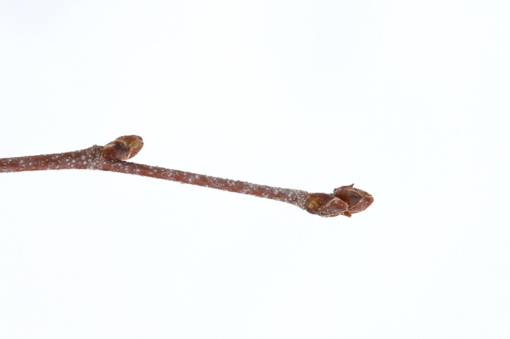 <ul><li><p>shade intolerant, 20-30 ft</p></li><li><p>leaves: drip tip for water</p></li><li><p>twigs: slender, dull grey / brown, warty lent makes it rough</p></li><li><p>buds: spherical, smaller than other birches</p></li><li><p>bark: doesn’t peel, mustache at branches</p></li><li><p>repro: 1 or 2 catkins</p></li></ul>