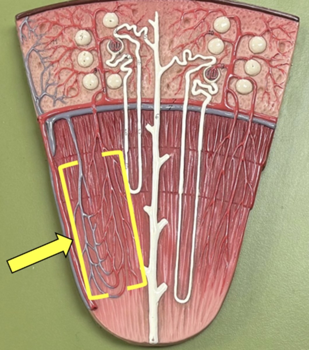 <p>group of blood vessels</p>