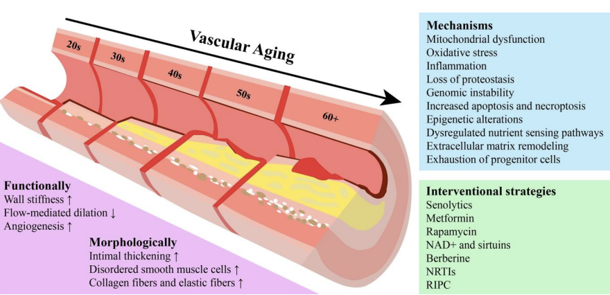<ul><li><p>Vessels thicken and become less elastic </p><ul><li><p>“Stiff Arteries” </p></li><li><p>Increased resistance: heart works harder </p></li></ul></li><li><p>Atherosclerotic changes </p><ul><li><p>Narrowing </p></li><li><p>Reduced blood flow: Ischemia </p></li><li><p>Arterial Occlusion</p></li></ul></li></ul><p></p>