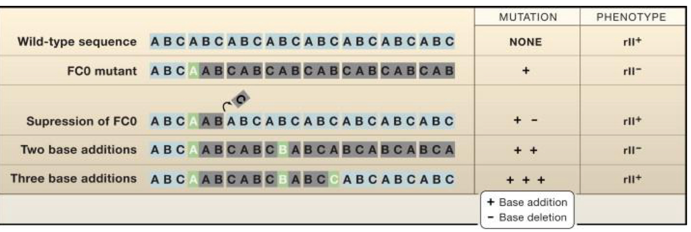 <p>Generated mutations in T4 Phages</p><ul><li><p>Found that Phenotype was only maintained with additions or deletions that were in 3 base increments</p></li></ul><p>Showed Reading frame = 3</p><p></p>