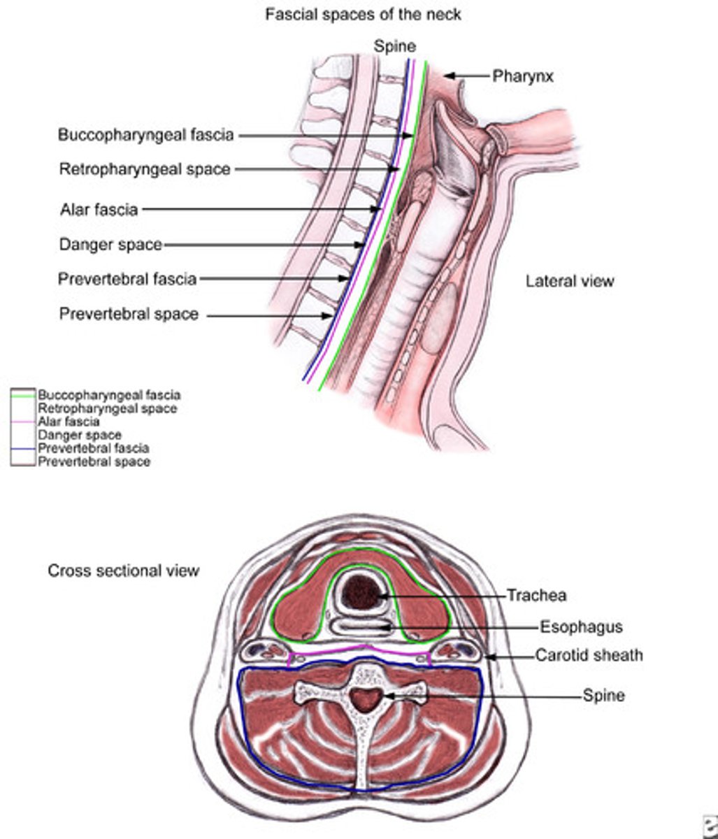 <p>Space behind pharynx</p><p>Lymphatic vessels Inflammation can spread into mediastinum</p>