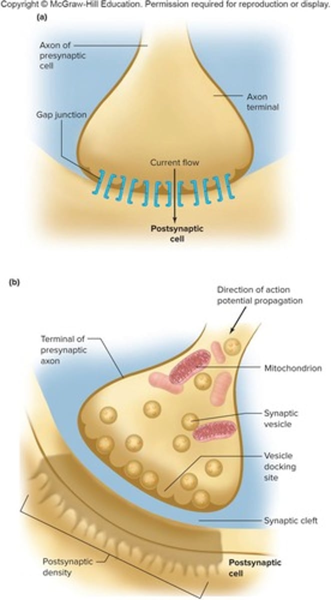 <p>A cell-to-cell junction between neurons or a neuron and a muscle.</p>
