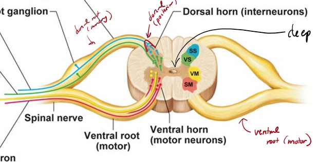 <p>What are the parts of he spinal cord and what does each do?</p>