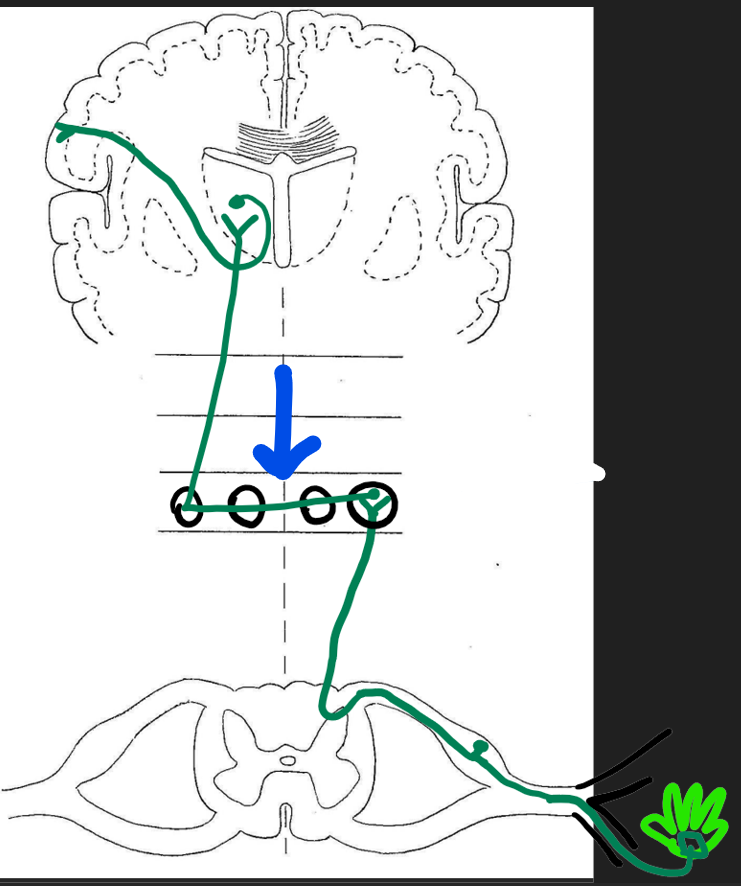 <p>the tubercles. 2nd order neuron.</p>