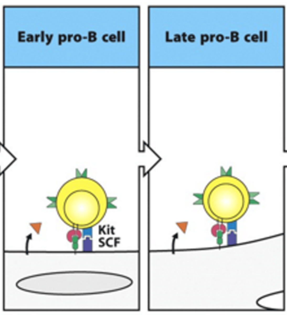 <p>- Adhesion through adhesion molecules allows tyrosine kinase receptor (Kit) to bind its ligand stem cell factor (CSF)</p><p>- This activates the kinase and drives the cell into cell division and differentiation</p><p>--&gt; Increased number of B cells</p><p>- During this process, IL-7 is still binding to IL-7 receptor</p><p>- In late pro-B, we start seeing gene rearrangement for BCR</p>