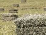<p>What type of feed is forage that is dried and cut to reduce moisture?</p>