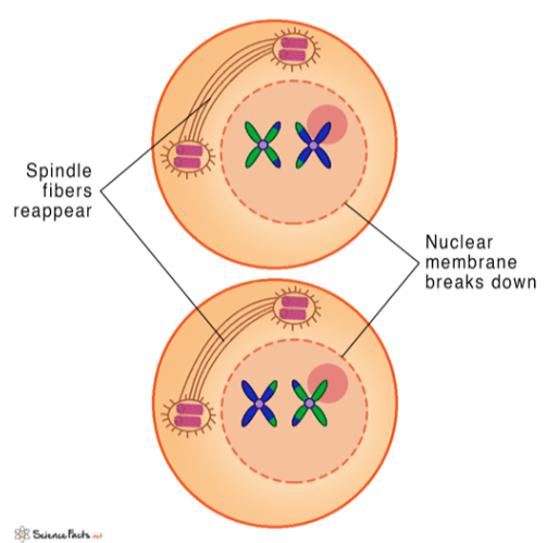 <p><strong>no crossing over</strong></p><p>meiotic spindle forms</p><p>sister chromatids connected at the centromere attach to meiotic spindle</p>