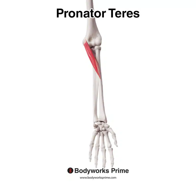 <p>O: medial epicondyle of humerus &amp; coronoid process of ulna</p><p>I: lateral radial surface</p><p>A: pronate forearm&nbsp;</p>