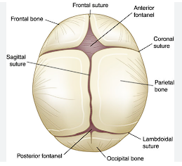 <ul><li><p>anterior (frontal) </p></li><li><p>posterior (occipital) </p></li><li><p>sphenoidal (anterolateral) </p></li><li><p>mastoid (posterolateral) </p></li></ul><p></p>