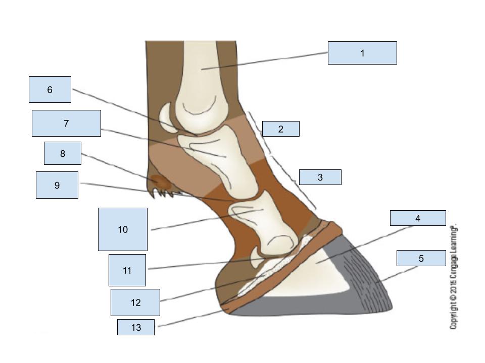 <p>what is number <strong>6</strong> on the hoof?</p>