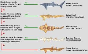 <p>order of carpet, blind, zebra, nurse, whale, and wobbegongs sharks </p><p>dorsal fins: 2</p><p>Gill slits: five with fifth overlapping the fourth </p><p>anal fin: present </p>