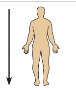 <p>Inferior</p>