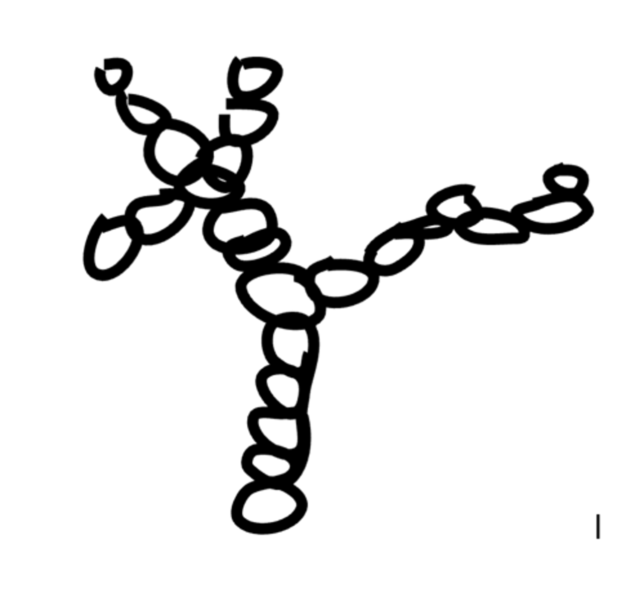 <p>Glycogen is a polymer of alpha glucose.</p><p>A glucose store in animals.</p><p>Stored in the muscles and the liver.</p><p>Is a coiled molecule.</p><p>1,4 and 1,6 glycosidic bonds. Highly branched and easily hydrolysed into glucose for purposes such as blood glucose regulation and muscle contraction. </p>