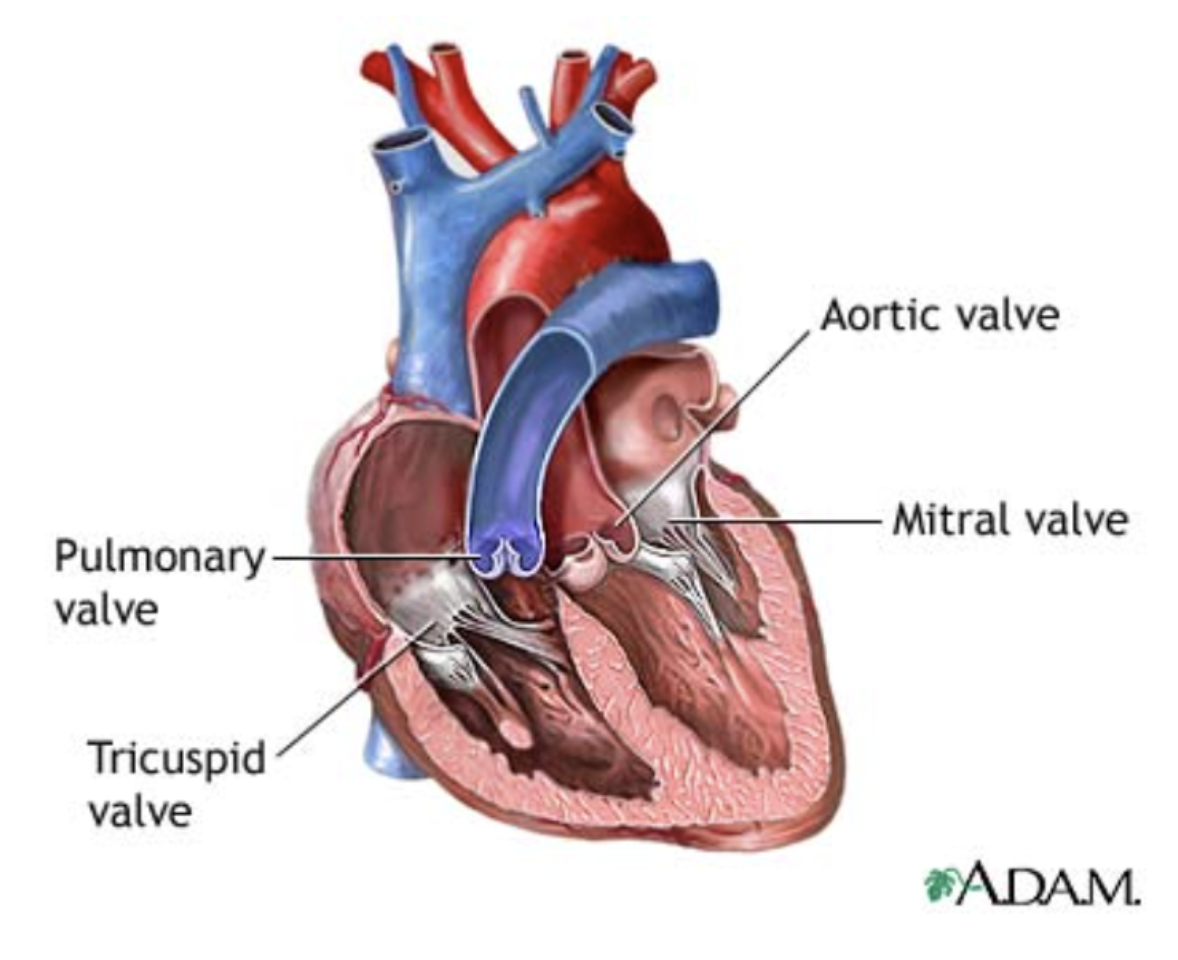 <ul><li><p><strong><mark data-color="red">Pulmonary</mark></strong><mark data-color="red"> and </mark><strong><mark data-color="red">Aortic</mark></strong><mark data-color="red"> Semilunar Valves</mark></p></li><li><p>Each has three leaflets</p></li><li><p>When the ventricles are contracting, the leaflets are forced open and flatten against the walls of the arteries</p></li><li><p>When the ventricles relax, the blood begins to flow backward toward the heart and the leaflets fill with blood closing the valves</p></li></ul>