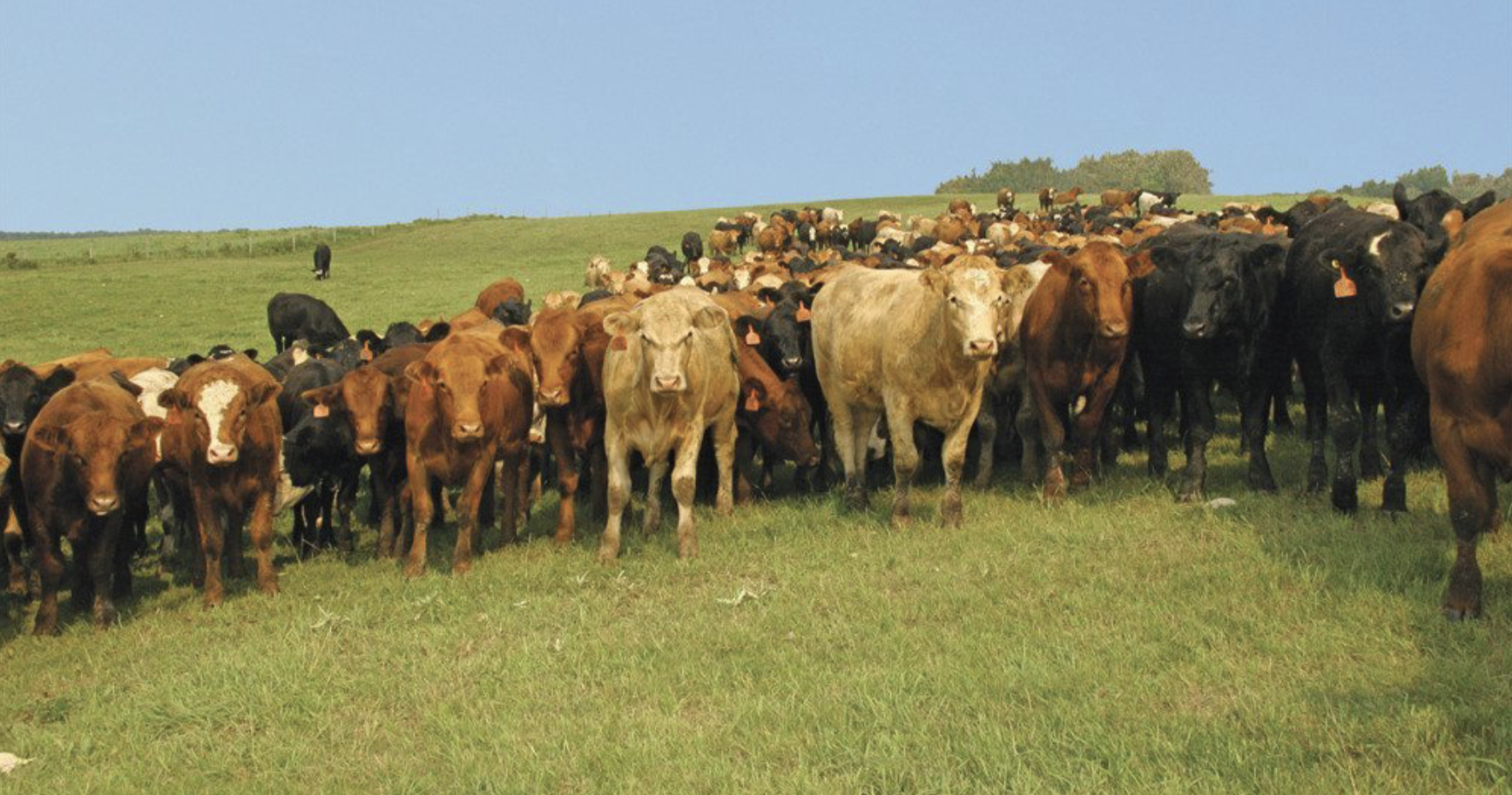 <p>The third step in the movement of beef cattle in the industry. “Holding pattern”.</p><p><strong><u>Goals: increase the size of lightweight calves before entering the feedlot; manage supply of calves entering the feedlot</u></strong> → might not be enough space in feedlots so they must be held somewhere, also allows producers to spread out calves in the marketplace.</p><p><strong><u>Ranges from 3 to 6+ months in this step.</u></strong></p><p><strong><u>Low cost of gain</u></strong> → want increased size and low cost of feed → grass/pasture with some grain supplement is ideal; can be dry lot or yard (especially if winter).</p><p><strong><u>Cows can range from 1 year to 14 months of age and are raised as low-cost as possible, then sold to feedlot!</u></strong></p>