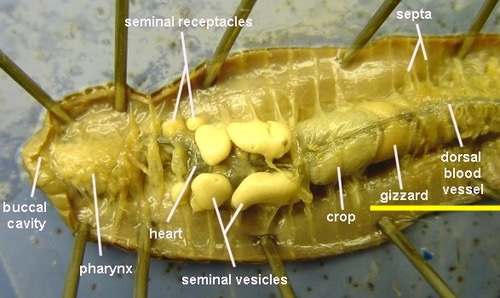 <p>Gizzard function</p>