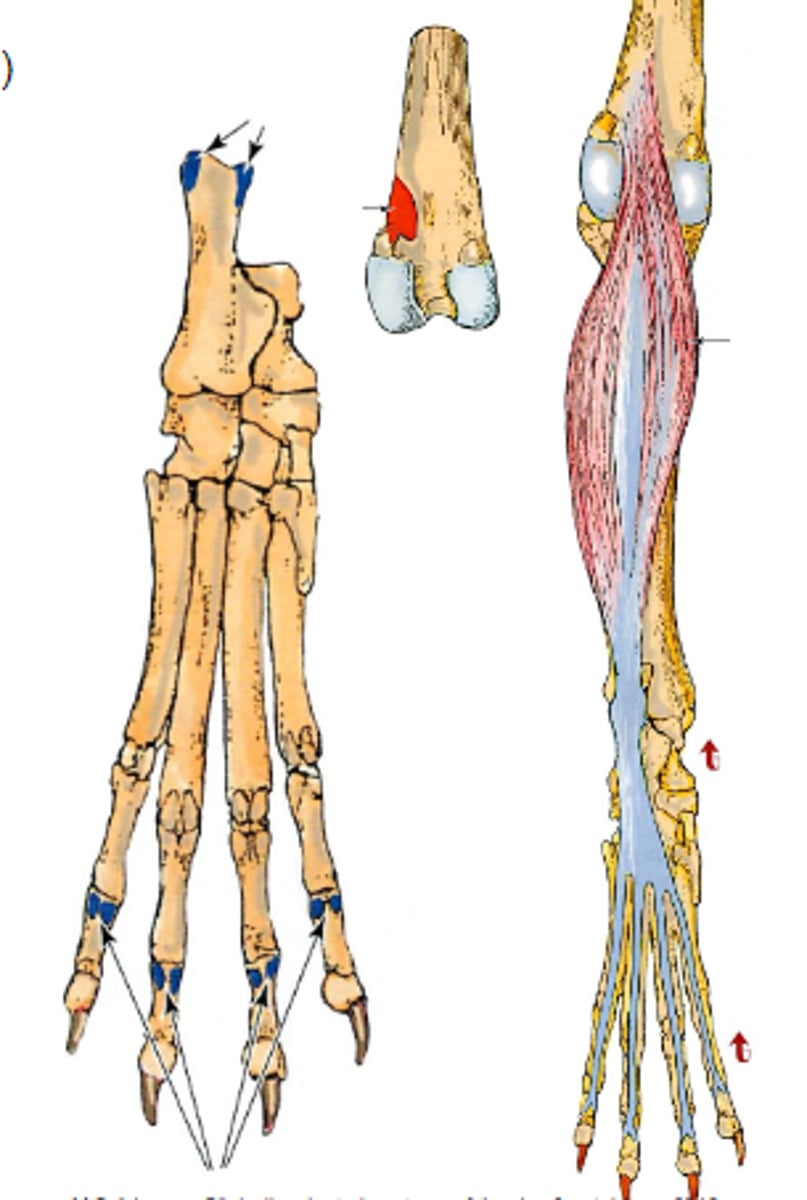 <p>Insertion of superficial digital flexor</p>