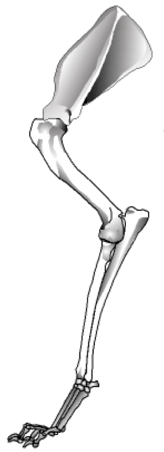 This is the forelimb of what animal?