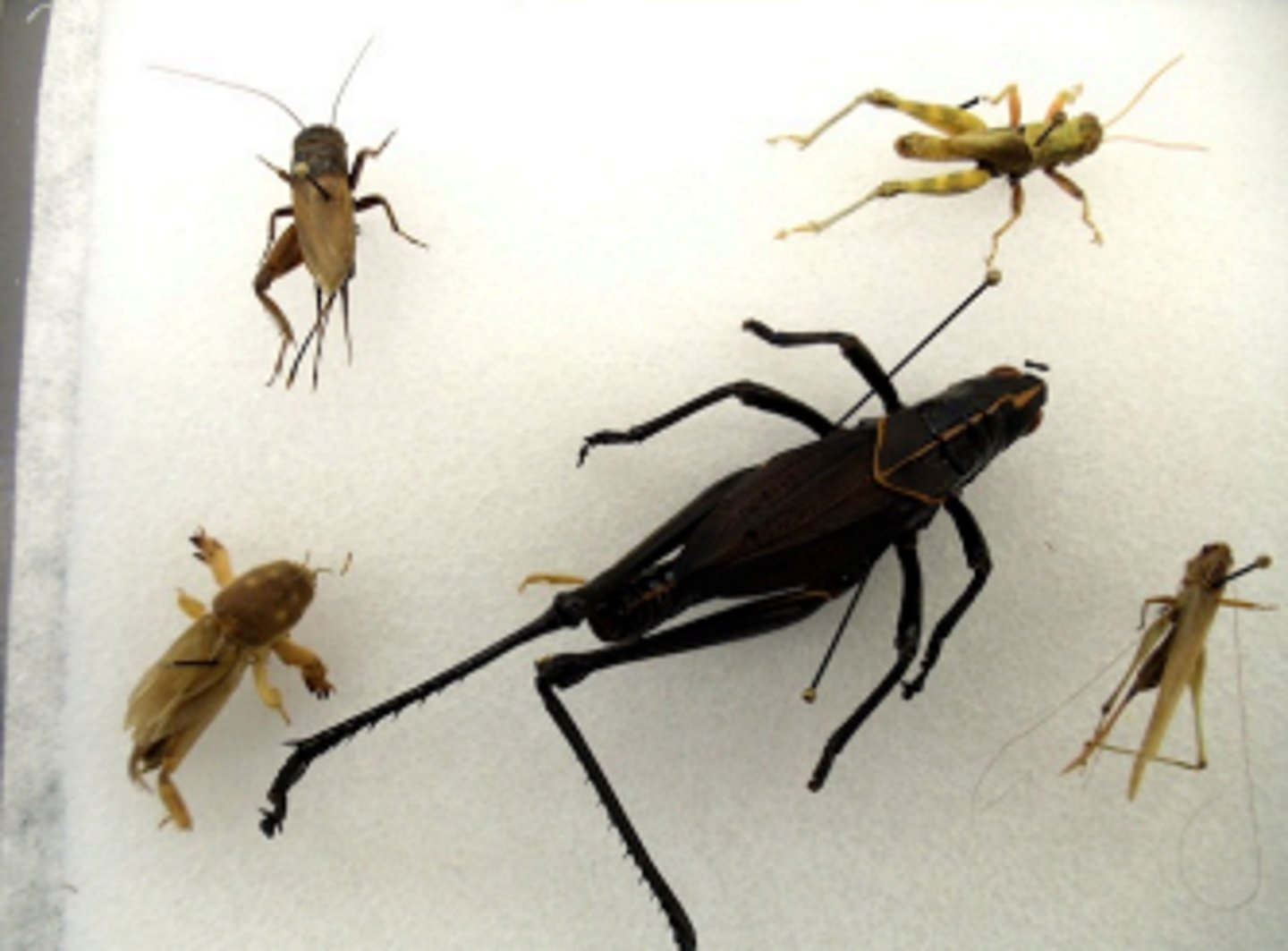 knowt flashcard image