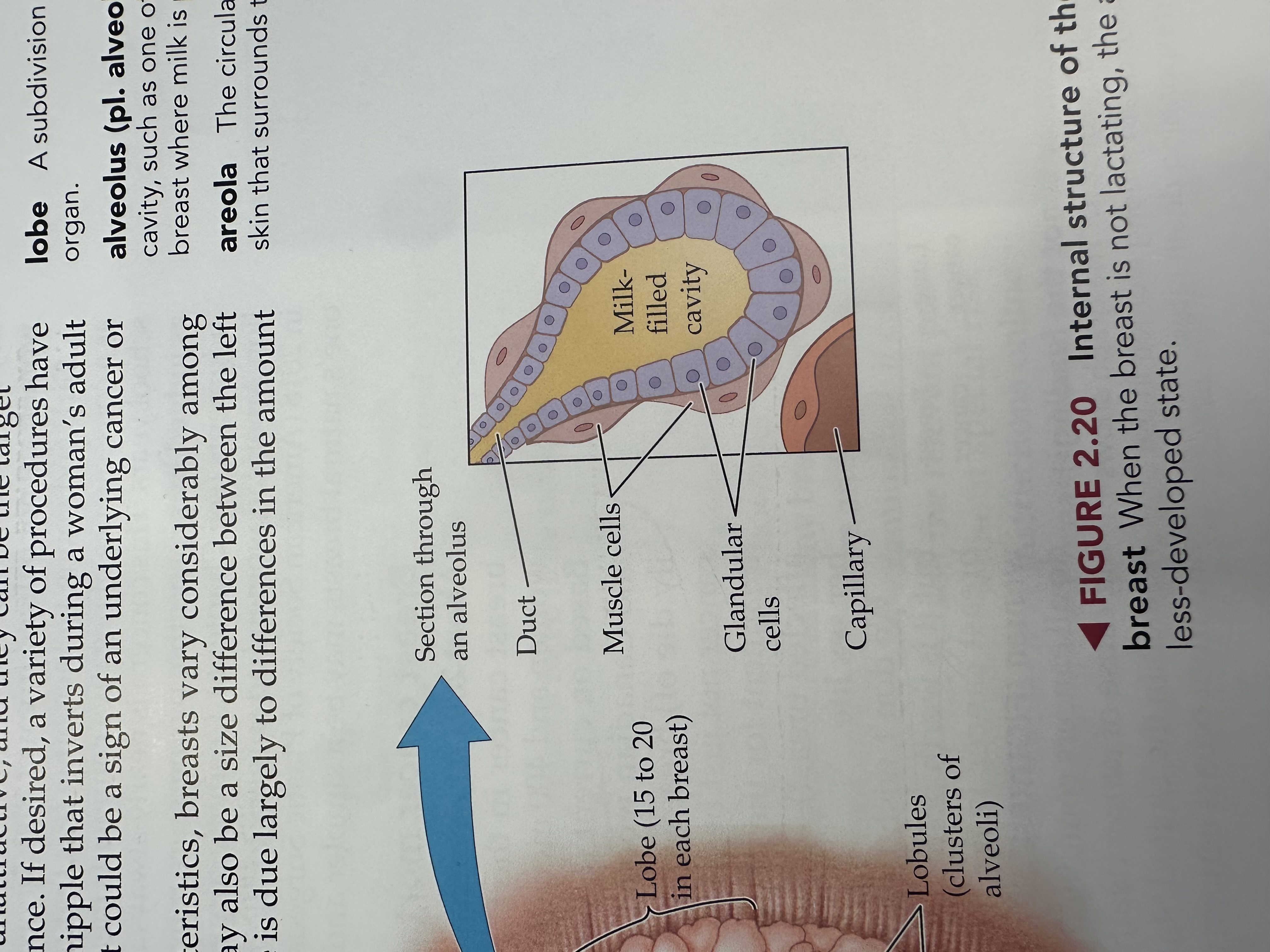 <p>Specialized cells in the breast lobules that contract to help push milk into the ducts during breastfeeding.</p>