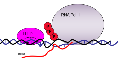 <ul><li><p>TFIIH is central to this process</p></li><li><p>A conformational change causes RNApol II to tighten grip. </p></li><li><p>It aquires elongation factors that help process RNA and increase elongation rate.</p></li></ul><p></p>