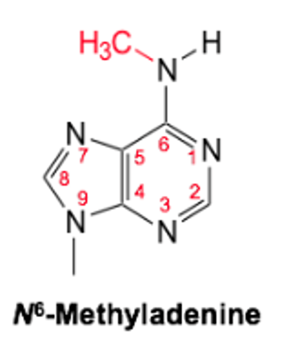 <p>- Occurs in bacteria</p><p>- Carried out by DNA methyltransferase</p><p>- Prevents methylation of viral DNA and ensures it is cut out of genome</p><p>- Protects DNA from digestion by restriction endonucleases</p>
