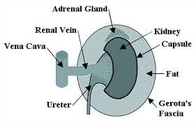 <p><strong>Q:</strong> What is the renal fat pad?</p>