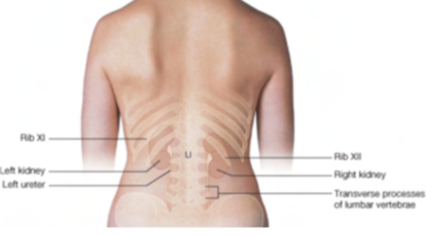 <p>Associated with ribs 11th and 12th</p>