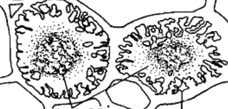 <p>contoured cell walls to increase surface area</p>