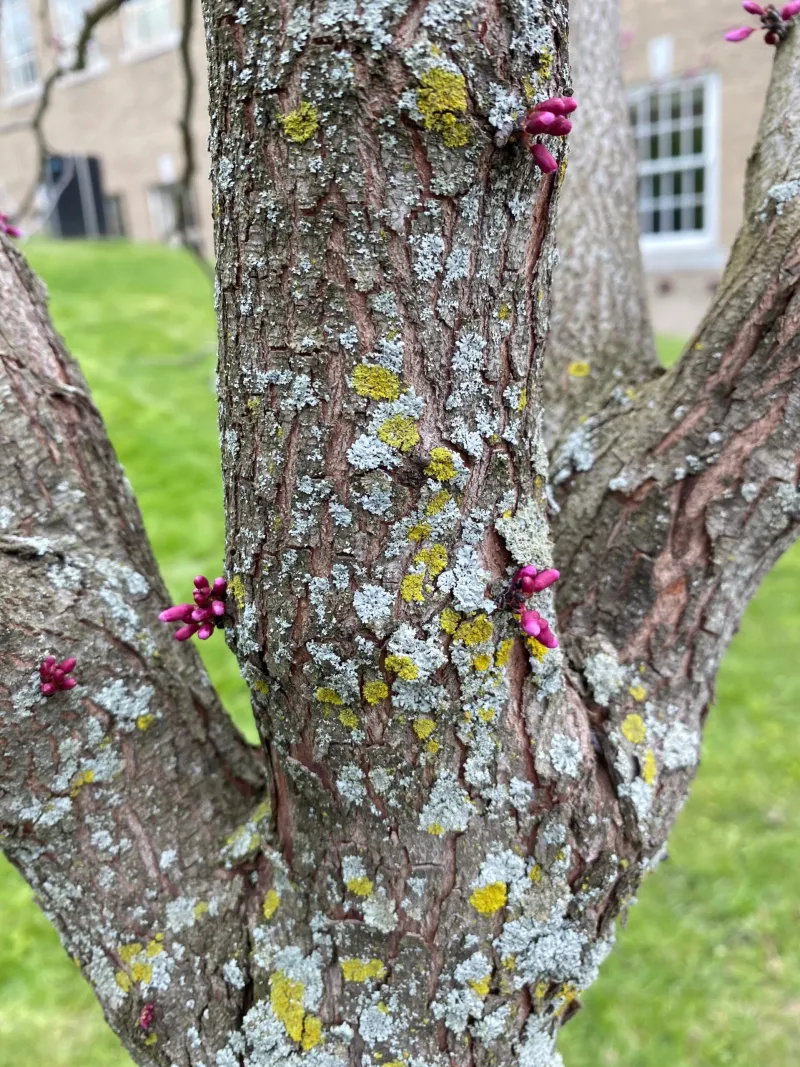 <p>small tree, fuscha flowers budding right on twigs, alternate zig zag twigs, peapod like seeds, reddish brown bark, heart shaped leaves</p>