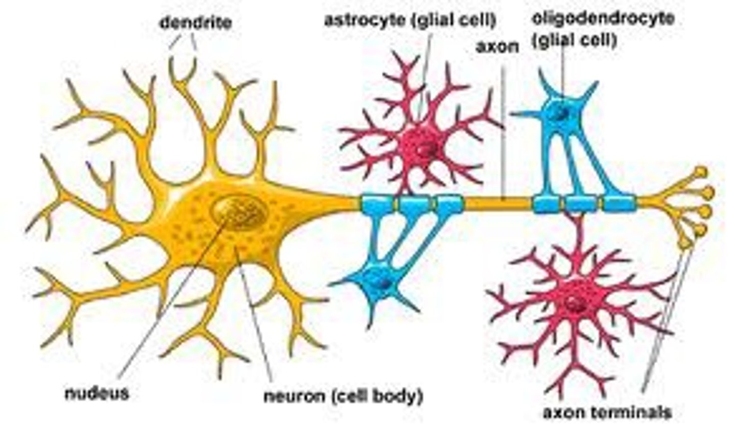 <p>Cells in the nervous system that support, nourish, and protect neurons</p><p>supportive cells of nervous system that guide growth of new neurons; forms myelin sheath; holds neuron in place; provides nourishment and removes waste</p>