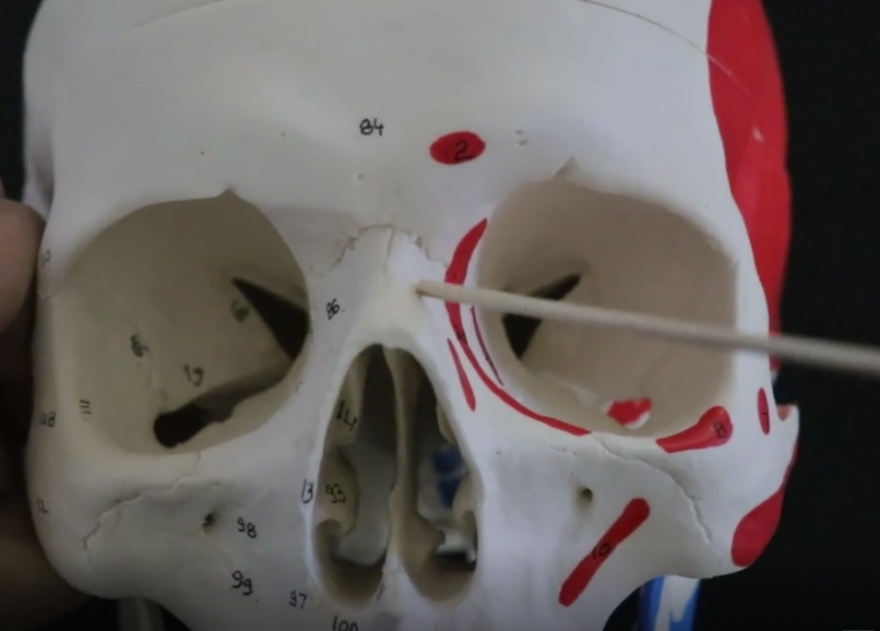 bridge of nose