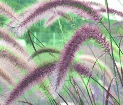 <p>Clump-forming perennial grass with narrow green leaves and fluffy, bottlebrush-like flower spikes. Used ornamentally in gardens and landscapes.</p>