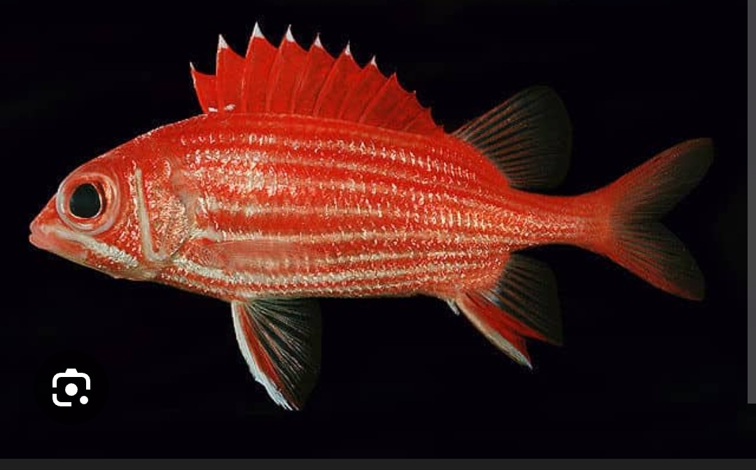 <p>Holocentridae family</p><p class="has-focus">Their diet includes crustaceans like shrimp and crabs, mollusks, gastropods, and small fish</p><p class="has-focus">reddish with a golden sheen on top and sides, and a lighter underside.some may have yellow or black markings. Large dark eyes for enhanced night vision.</p>