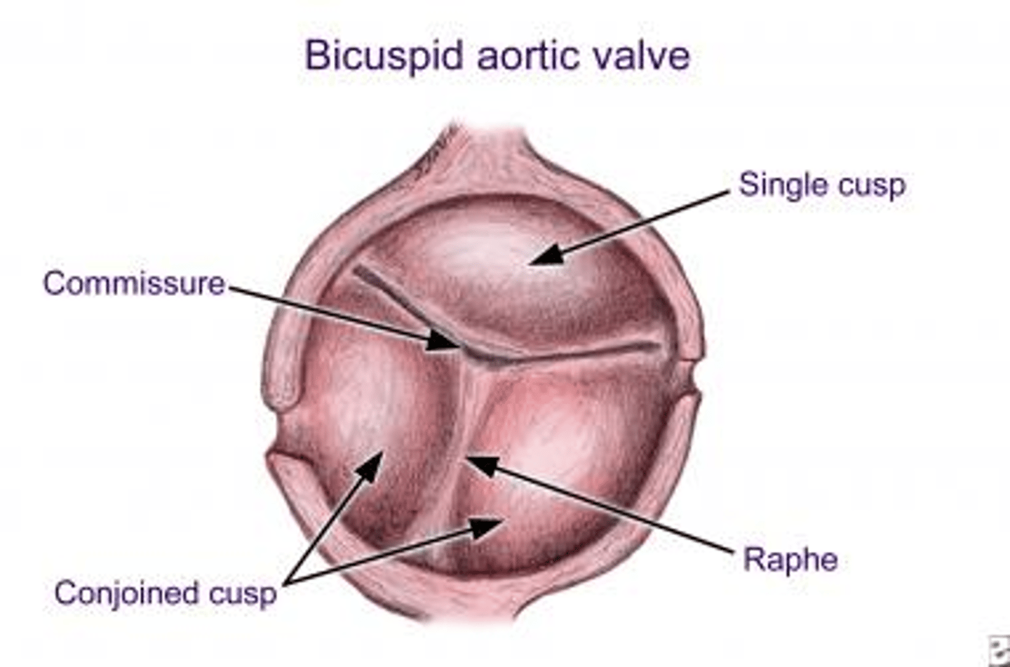 <p>the divisions between the cusps are known as</p>
