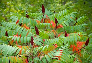 <p>Staghorn sumac&nbsp;</p>