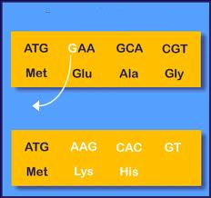 <p>mutation that shifts the &quot;reading&quot; frame of the genetic message by inserting or deleting a nucleotide -changes amino acid sequence -negative outcome; changes protein structure/function</p>