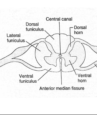 <p>Dorsal funiculus (bundle of fibers)</p><p>lateral funiculus</p><p>ventral funiculus</p><p>funiculus (white matter) </p>