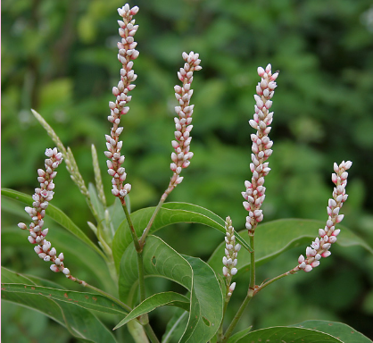 <p>What is the genus of this plant?</p>