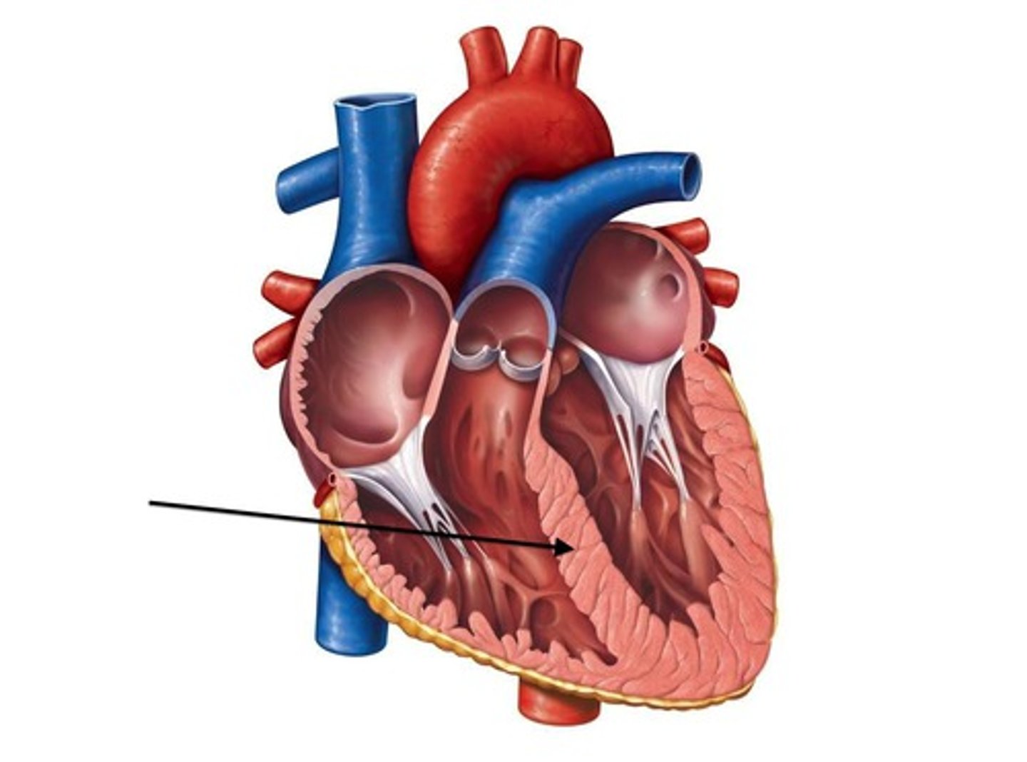 <p>A dividing wall, like the 1 btwn the atria or ventricles</p>