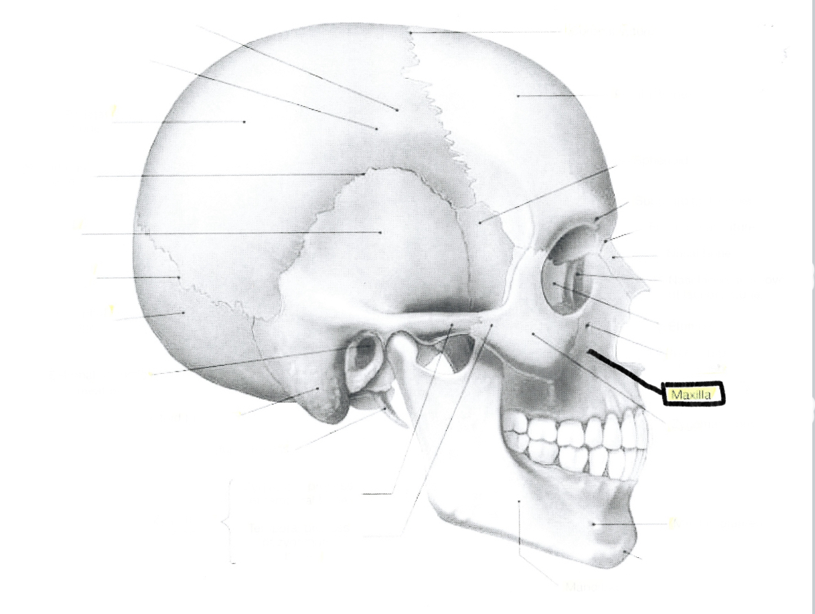 <p>Maxilla</p>