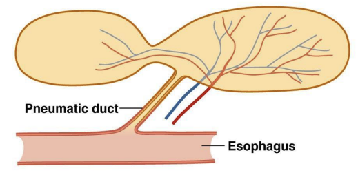<ul><li><p>The gas in this type of swim bladder is controlled through a <strong>pneumatic duct</strong> that connects the swim bladder to the <strong>esophagus</strong>. </p></li><li><p>Fish with this type can gulp air to fill their swim bladder or release gas through the same duct to deflate it.</p></li></ul><p></p>