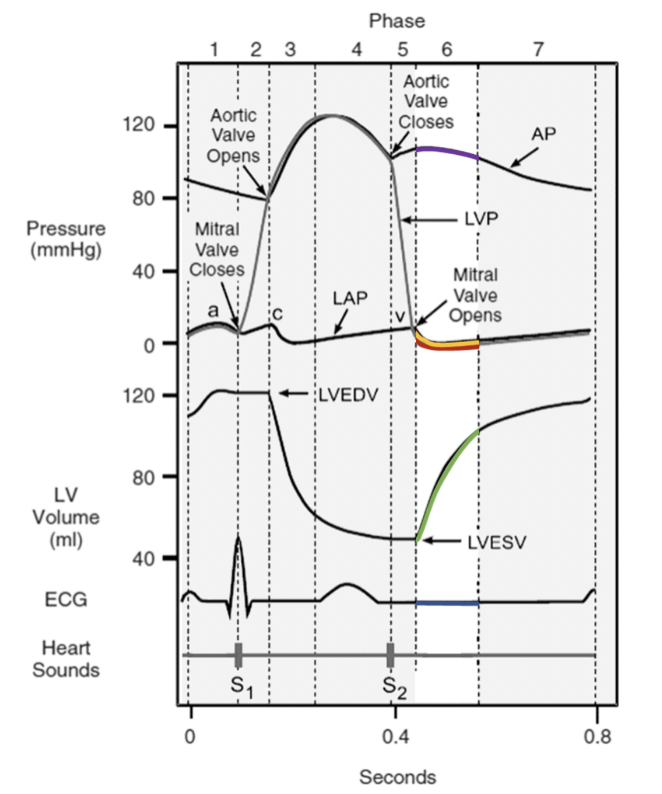 * pressure in atria exceed pressure in ventricles and AV valves open 
* Blood dumps into ventricles from atria “rapidly filling” them 
  * atrial volume + pressure drops 
  * ventricular volume + pressure rises 
