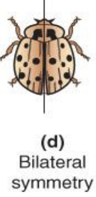 two-sided; one side of body mirrors other