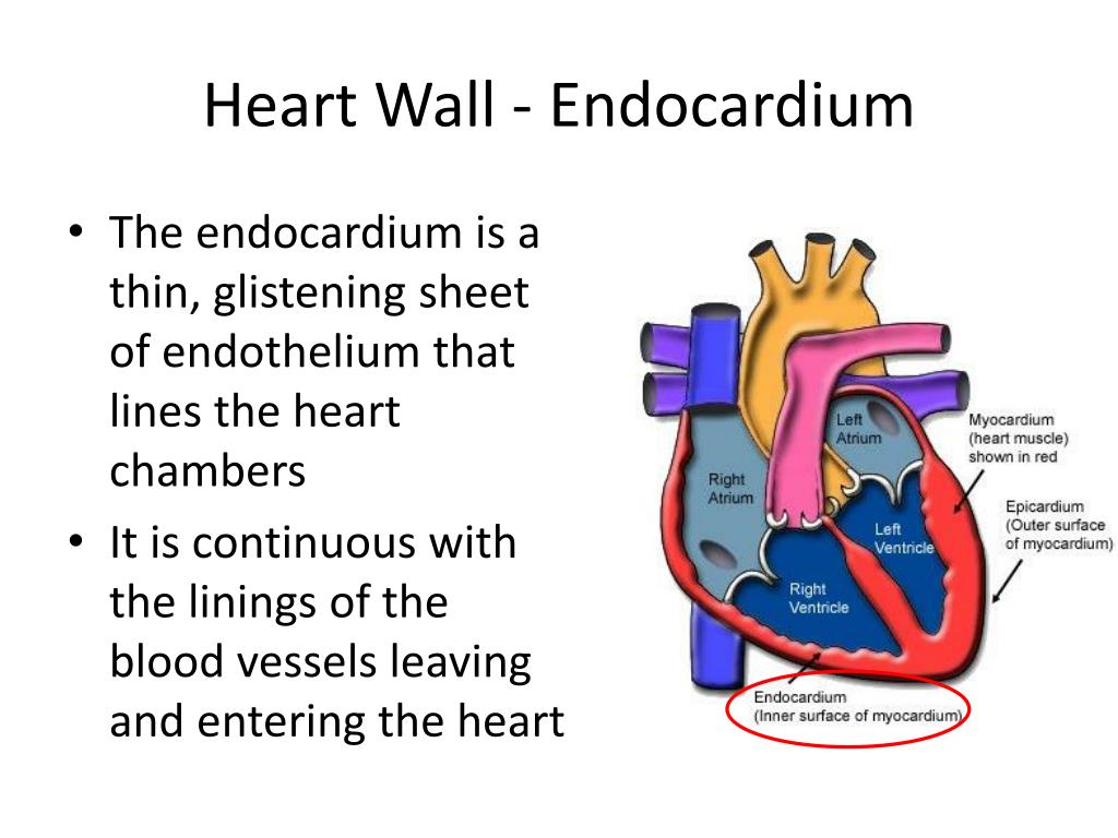 <p>endocardium (3rd part of heart wall)</p>